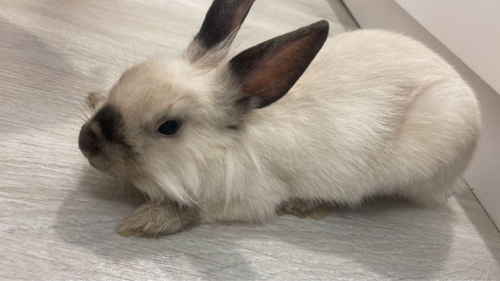 кролик Дэни,шустрый  и пушистый