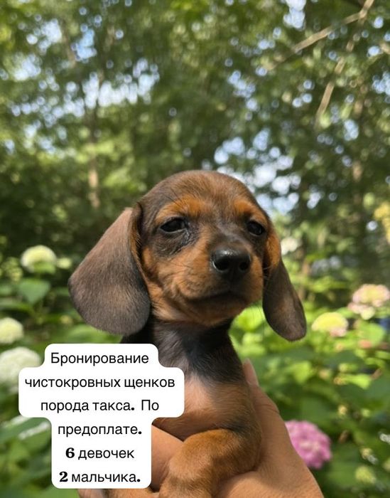 Щенки порода такса