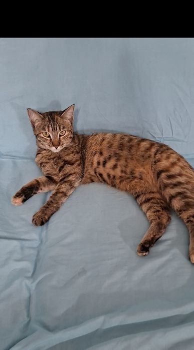 Мурлыка кошечка Мурочка в добрые руки!