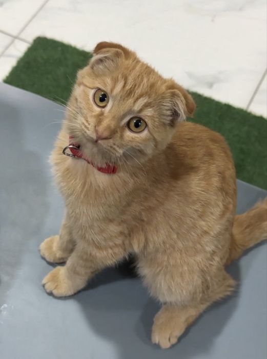 Кошка продаётся!