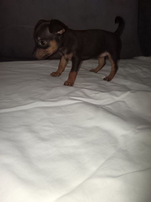 Продам щенков русского той-терьера