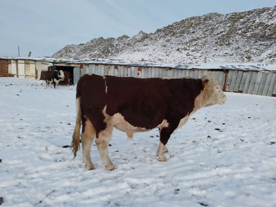 Продам быка. 5 лет