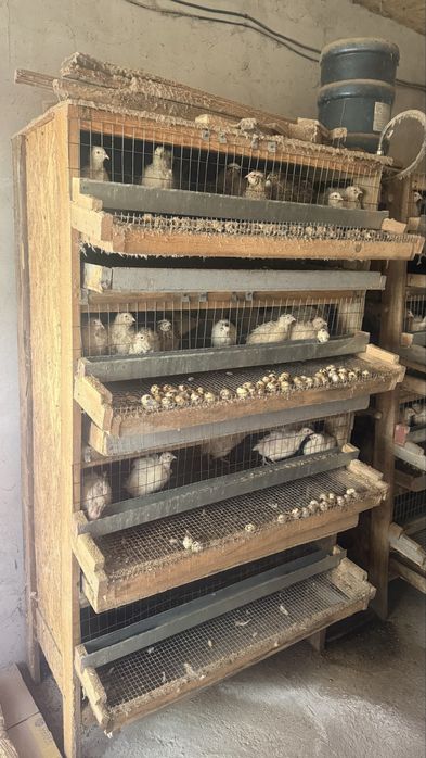 Продам клетки для перепелов