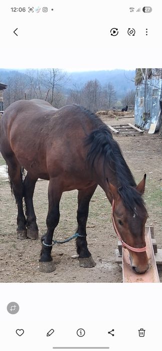 Vand noaten de 1 an si 11 luni