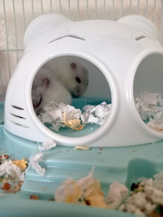 Белые пушистые хомяки, мальчик и девочка.