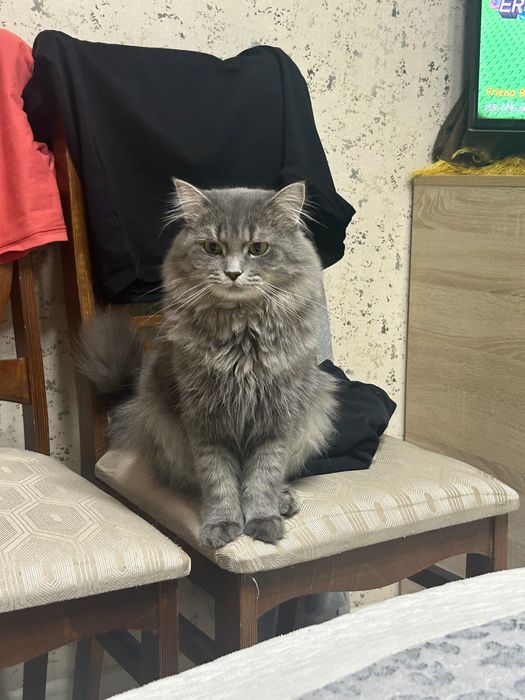 Кошка серая длинношерстная