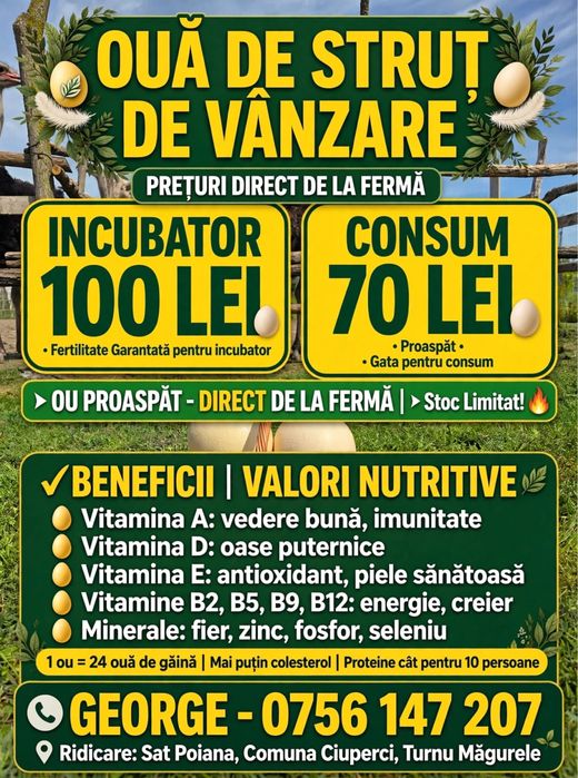Oua de strut pentru consum si incubare