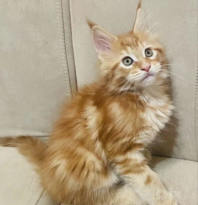 Мейн кун котята!