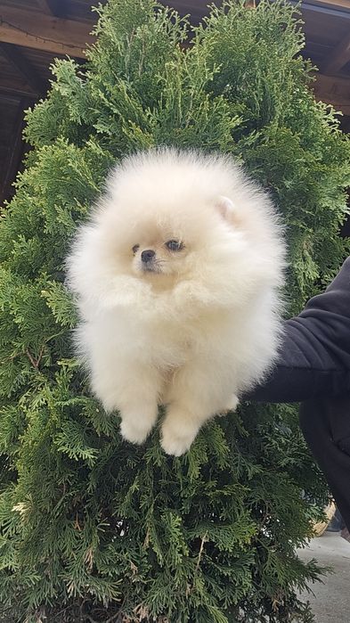 Мини Померан момче