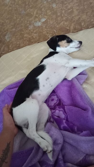 Джеси Търси Нов Дом