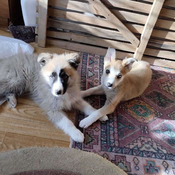 Отдам в добрые руки