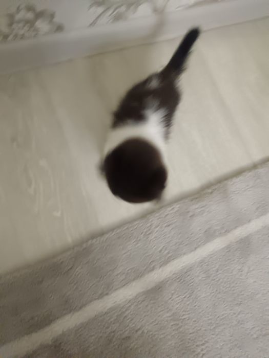 Котенок ищет хозяина