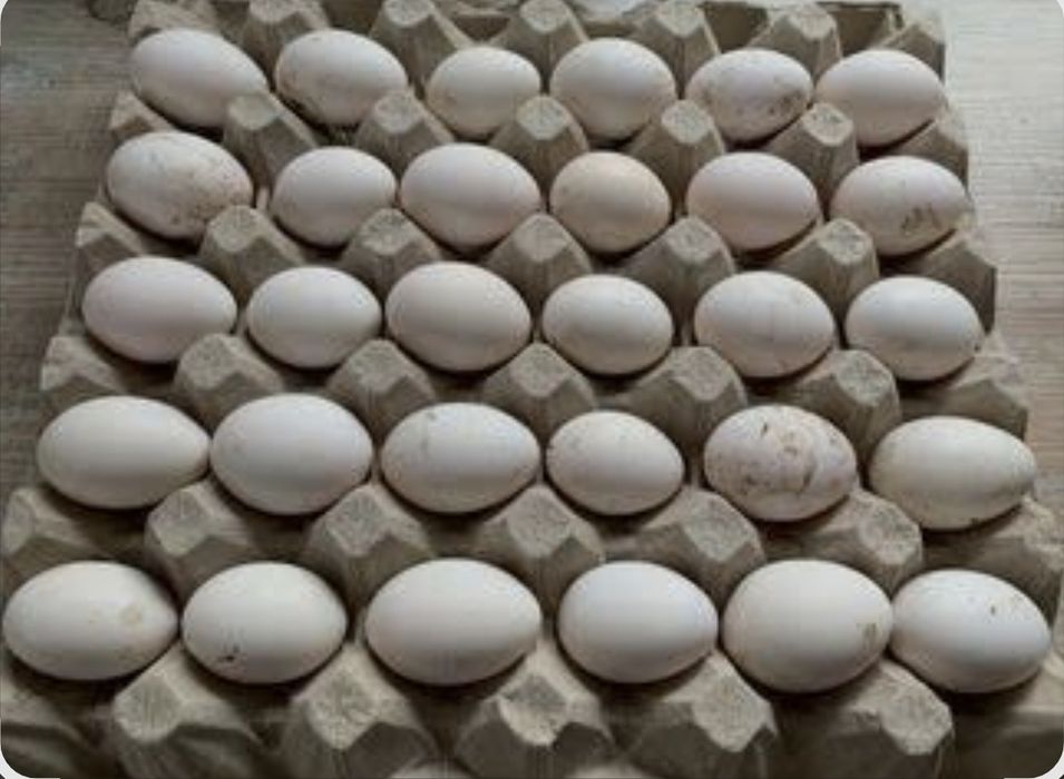 Ouă incubat Sebright