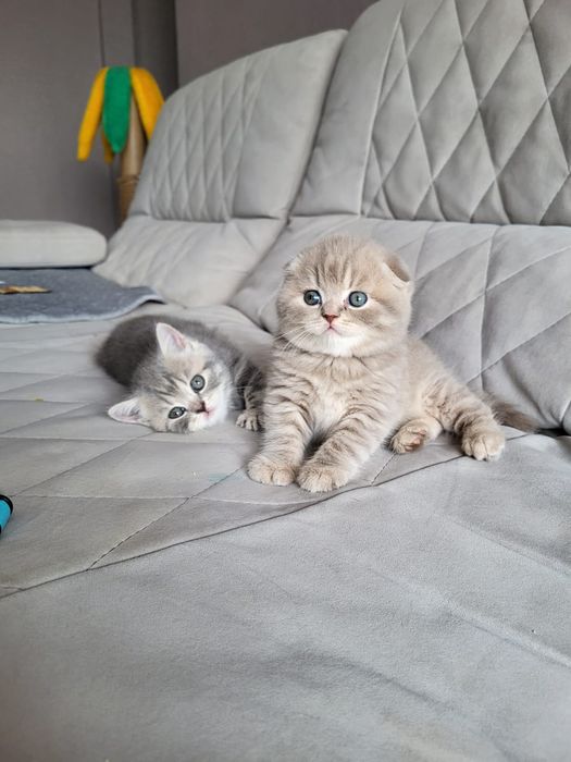 Скоттиш Фолдики и Страйты.