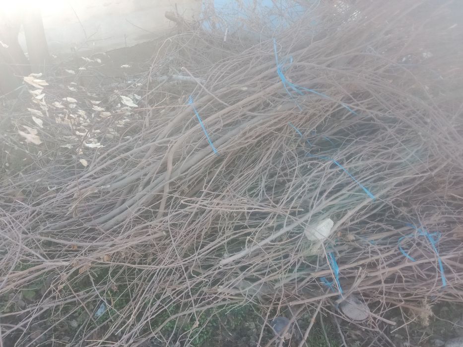 Сухие дрова тутовника