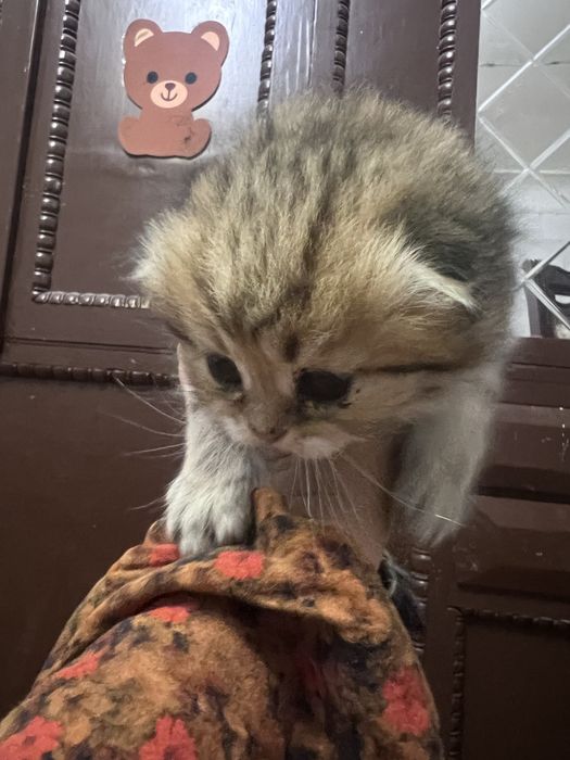 Кошки sotiladi toza qon