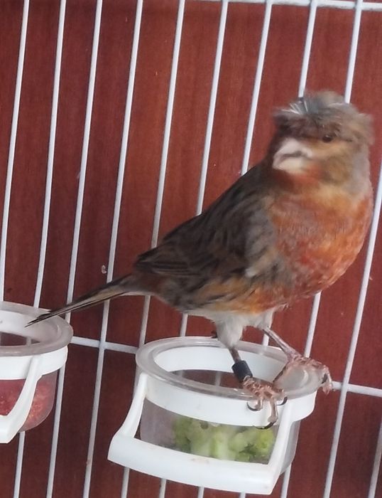 Нар чубатый 11 ойли сайрода