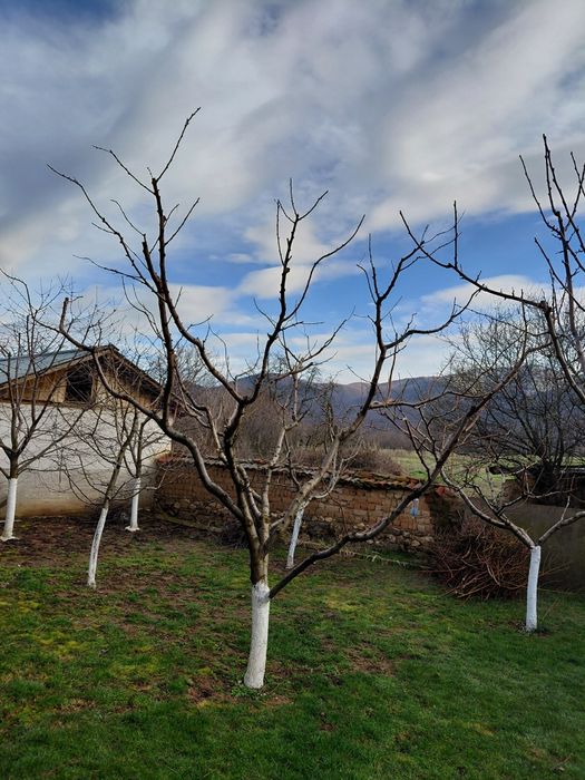Резитба на овошки лозя асми и др. 2лв по договаряне