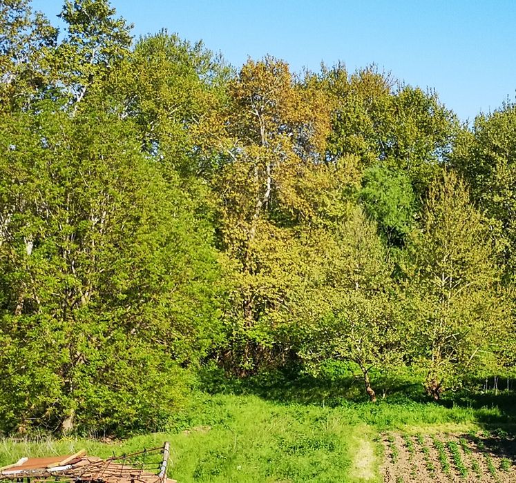 Продава се Парцел в с. Лешница, Област Благоевград - 677 кв.м за 87 €/кв.м - Снимка #2