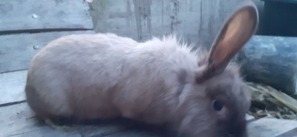 Iepuroaica giastanta