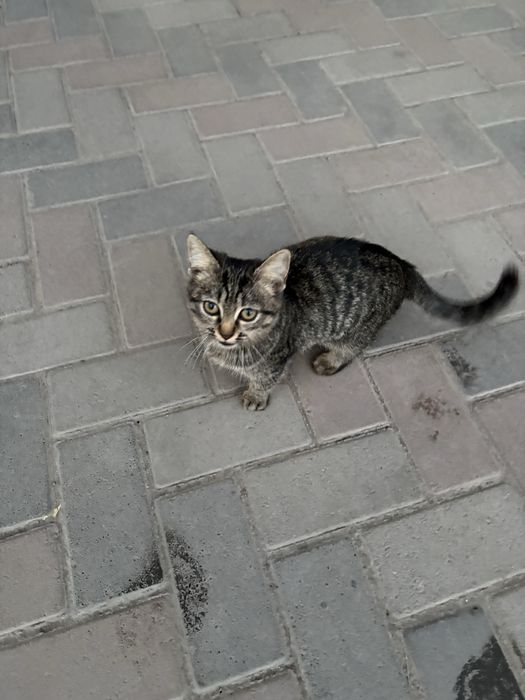 Отдам кошку в хорошие руки