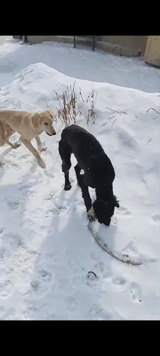 Қаны таза Тазы...