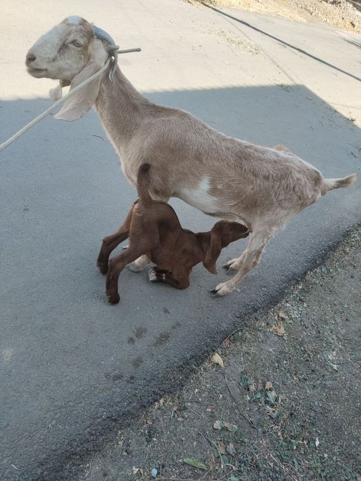 Bedal sotiladi 3litr sut beradi