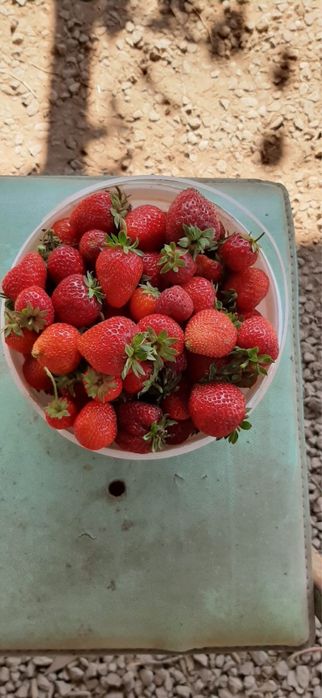 Рассада Клубника «Черный Принц»