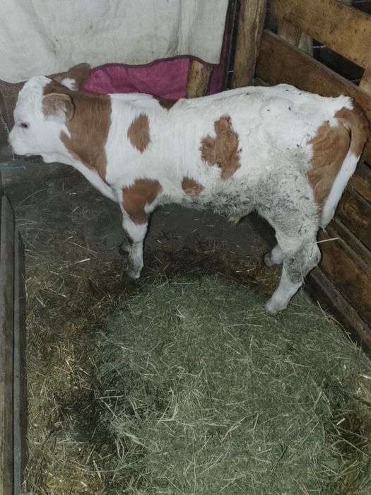 Vând vițel bălțat