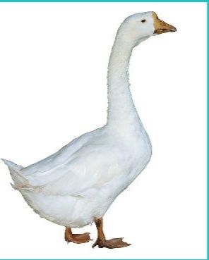 Гуси. Қаздың еті сатылады.