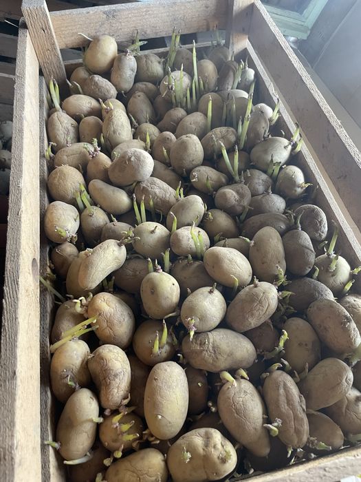 Cartofi sămănță Carera și Bella Rosa