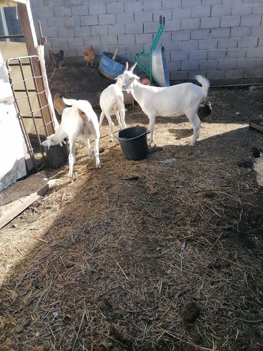 Пролом молодых козочек