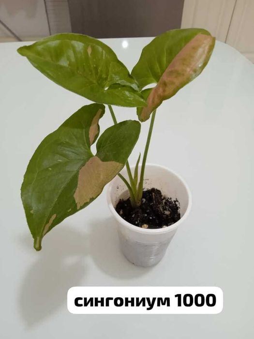 продам домашние растения