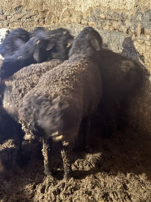 Кой ,кошкар сатылады