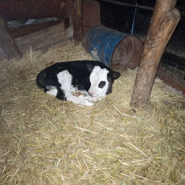 Сауын сиыр сатылады