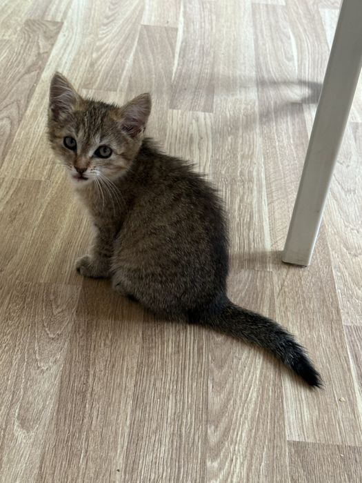 Отдам котят в добрые руки