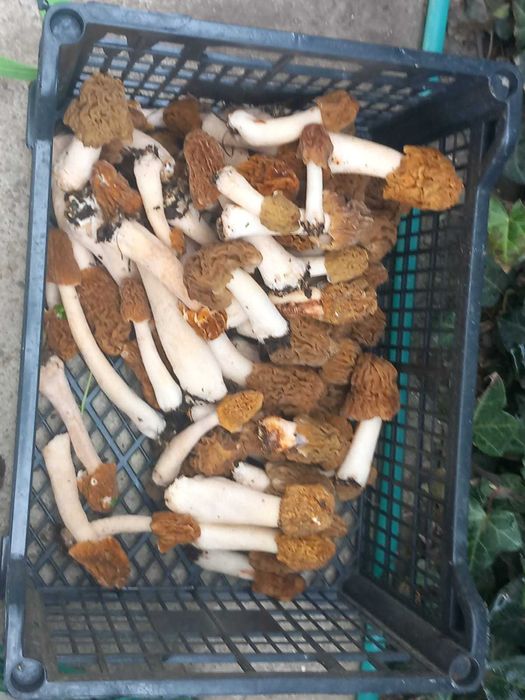 Zbarciogi de plop vetpa bohemica