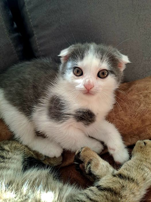 Отдам котят в добрые руки