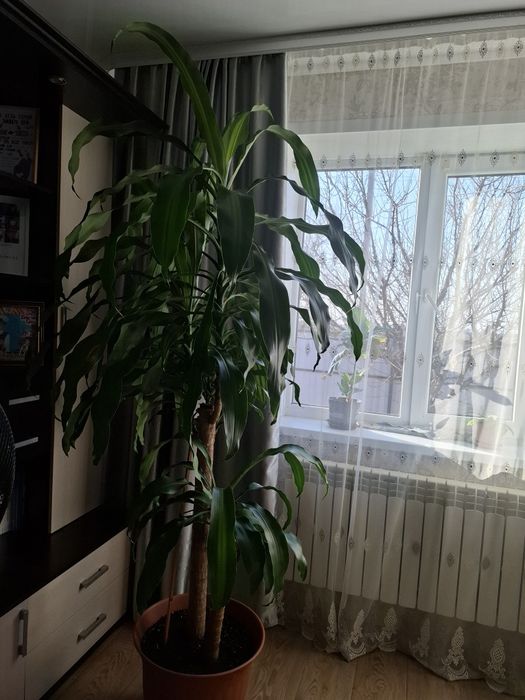 Декоративное дерево пальма