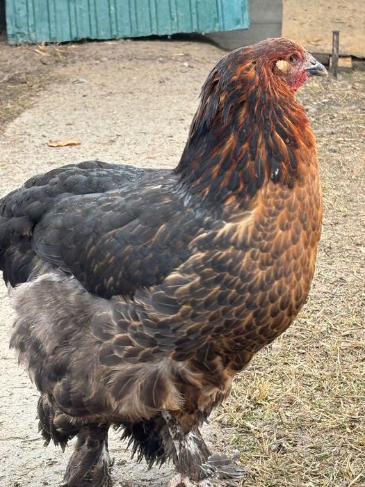 Тауқтар сатылады пародисты