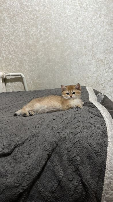 Британское чудо . мальчик золотой