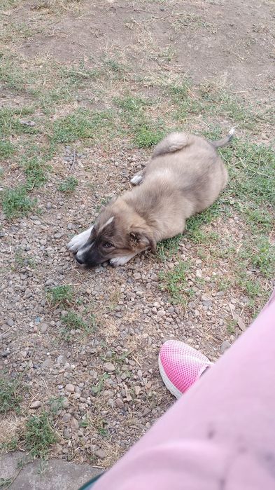 Caine ciobănesc pui