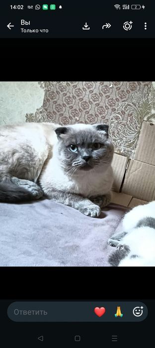 Кот британец вязка