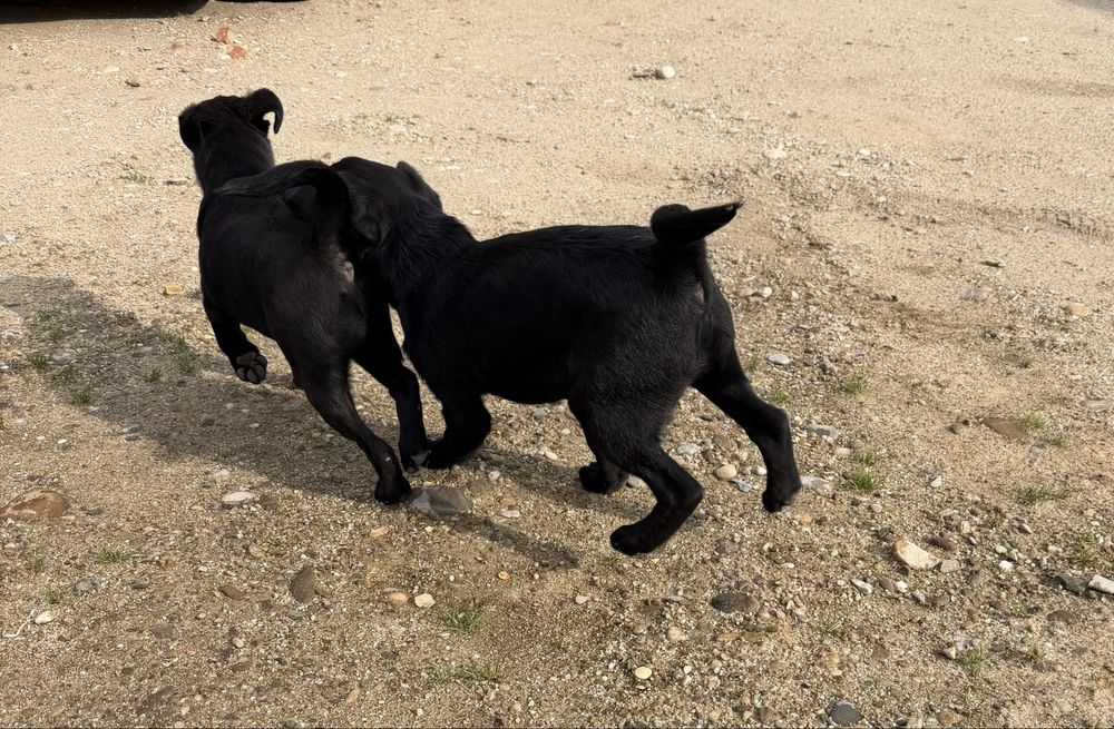 Cateluși spre adoptie