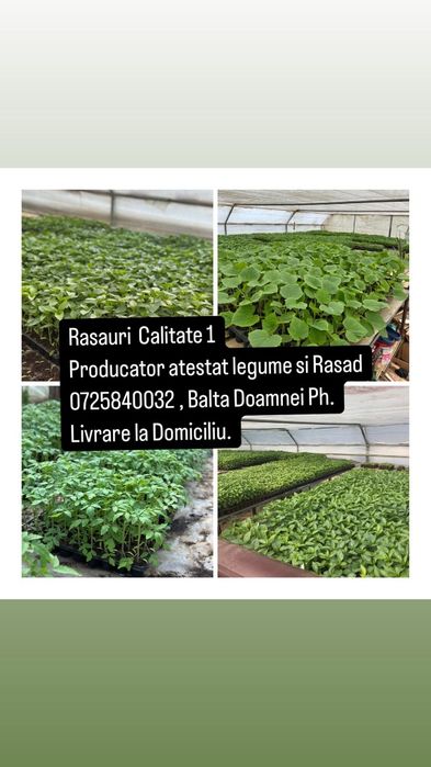 Rasaduri de Vanzare