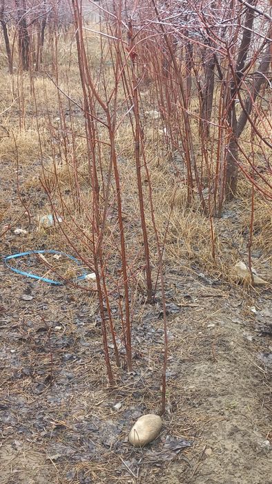 Продаю Саженцы вишни