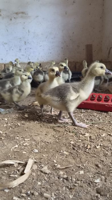 Гуси гусята продажа