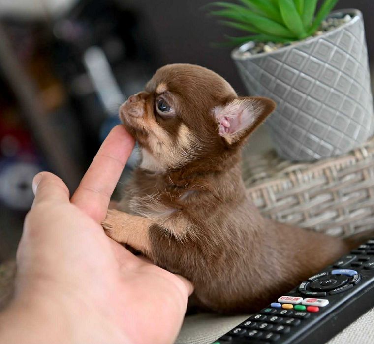 Женско мини чихуахуа шоколадов тен