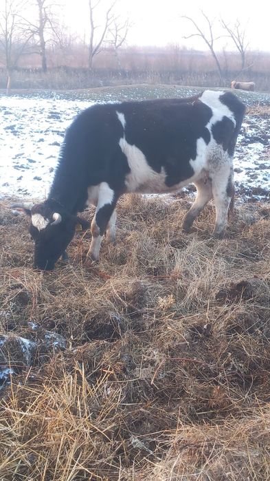 Vând vaci gestante !