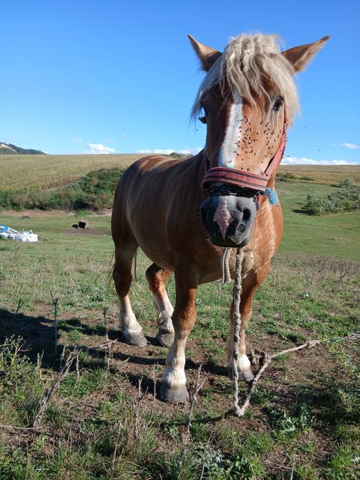 Vând harmasar foarte cuminte vârstă de 5 ani merge și la căruță